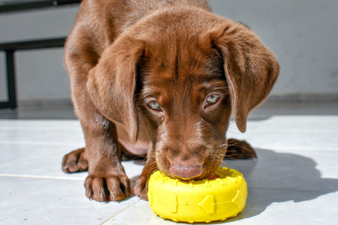 Photo Brown Labrador